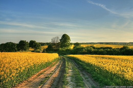 Rzepakowy raj